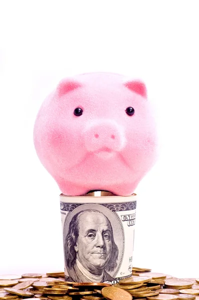 Свинья на долларах — стоковое фото