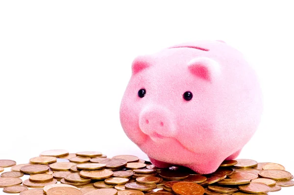 Pig on money — Stock Photo, Image