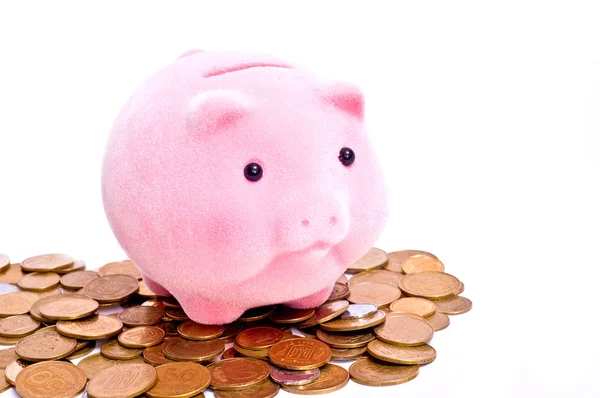 Pig on money — Stock Photo, Image