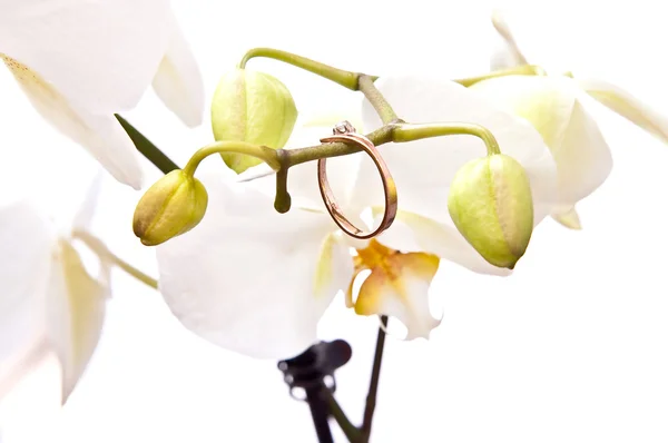 Ring und Blume — Stockfoto