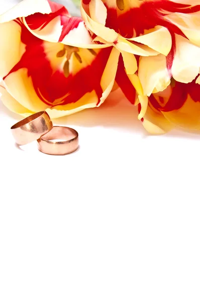 Tulipanes y anillos —  Fotos de Stock