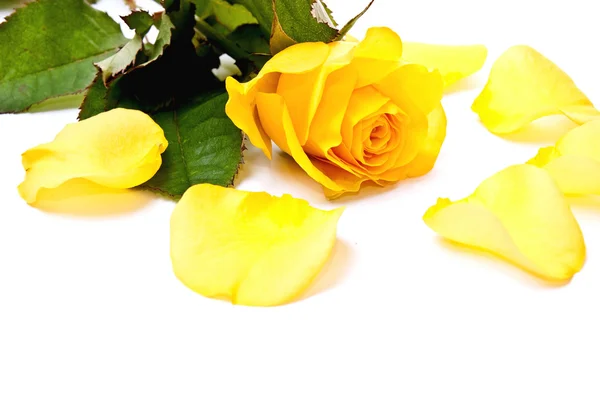 Rose och kronblad — Stockfoto