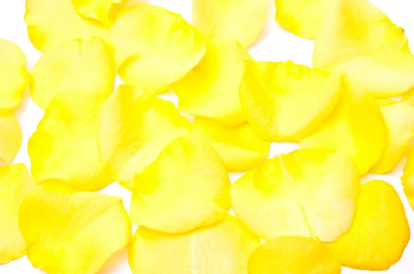 Pétalas amarelas — Fotografia de Stock