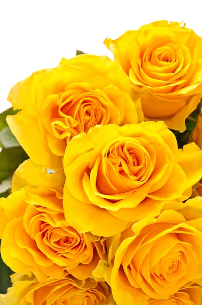 Żółte róże Obraz Stockowy