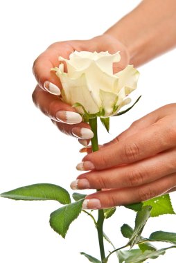 Beautiful hands and rose clipart