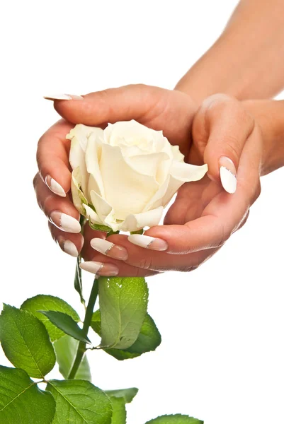 Schöne Hände und Rose — Stockfoto