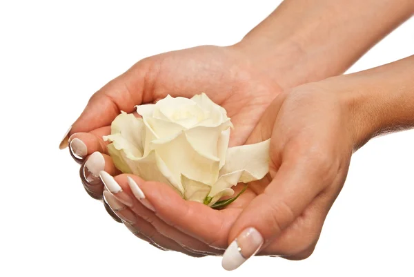 Rose blanche dans les mains de la femme — Photo