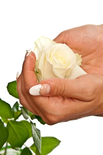 Женские руки и роза — стоковое фото