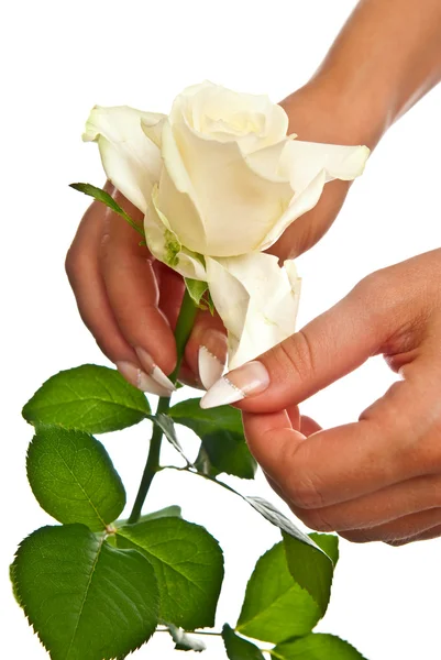 Rose in female hands — Stock Photo, Image