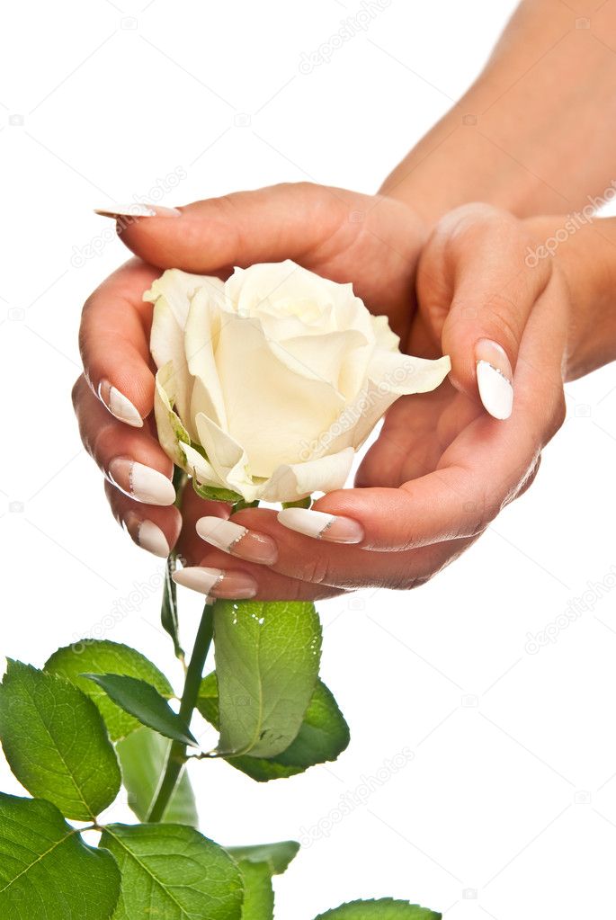 Beautiful hands and rose Stock Photo by ©Sun_rise 3698373