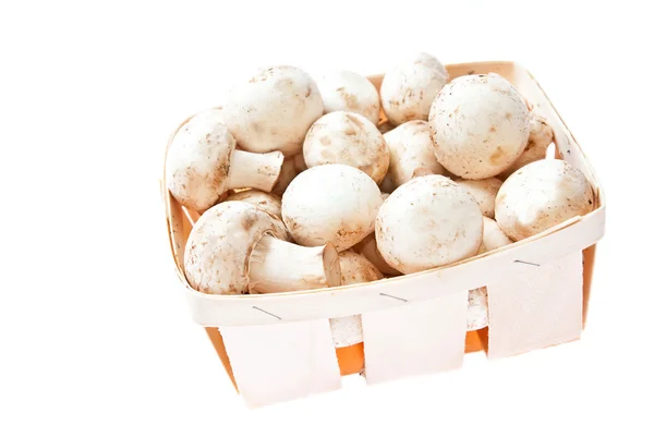 stock image Mushrooms