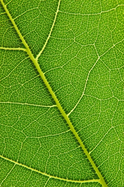 Leaf detail — Stock Photo, Image