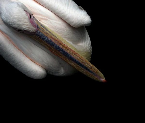 Pelikan siedzi — Zdjęcie stockowe