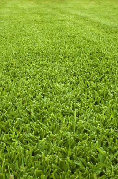 Yeşil Çim — Stok fotoğraf