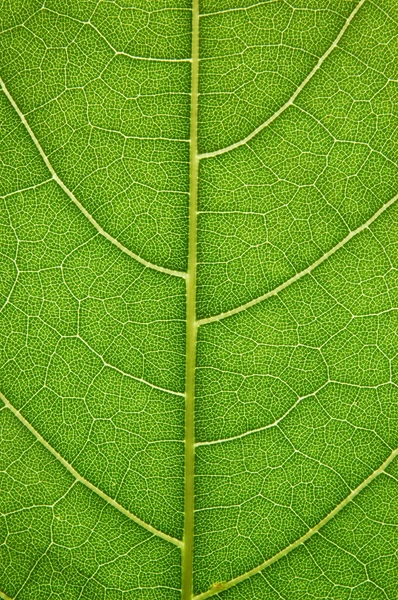 잎 세부 사항 — 스톡 사진