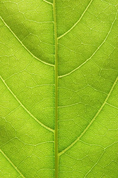 잎 세부 사항 — 스톡 사진