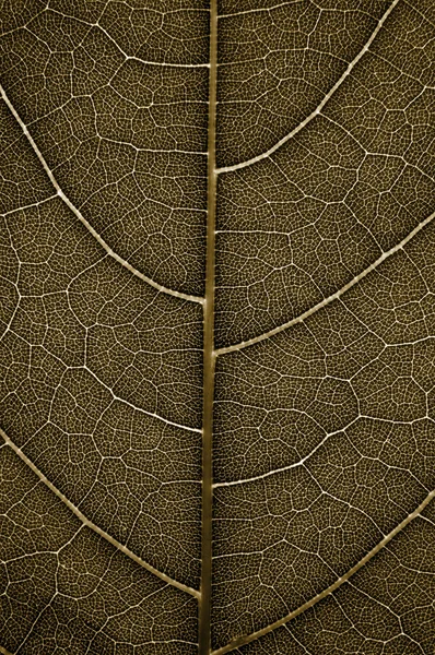 Grunge Leaf dettaglio — Foto Stock
