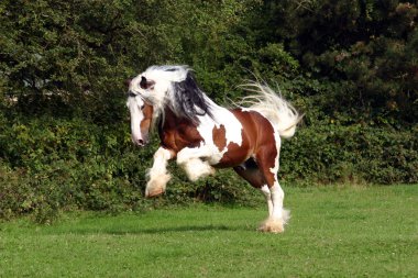 Sir Maverick - Irish Cob stallion clipart