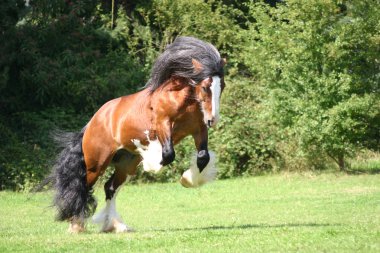 Tobie P Irish Cob stallion clipart