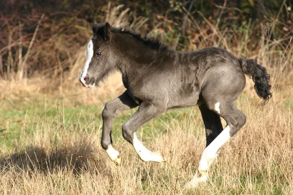 Black Irish Cob foal — Stock Photo, Image