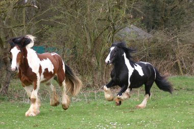 Irish Cob / Irish Tinker stallion clipart