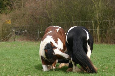 Irish cobs on the knees clipart