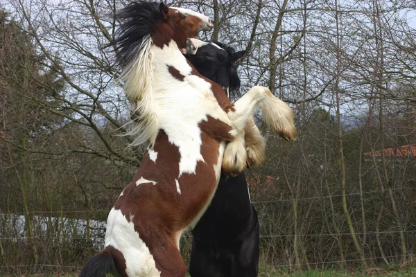 Stallion rears up — Stock Photo, Image