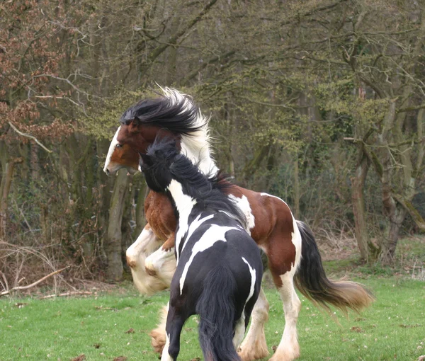 若い種馬 — ストック写真