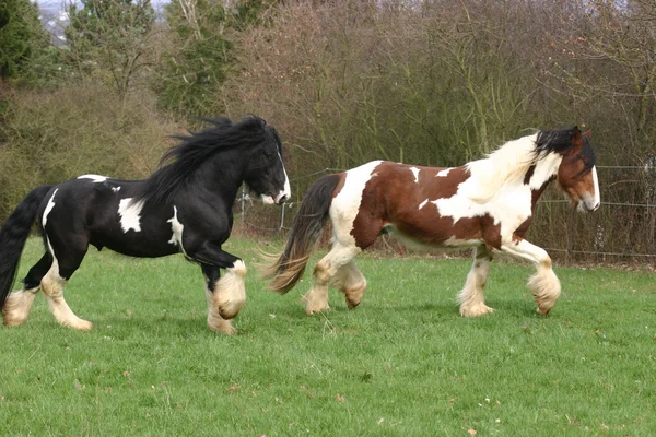 Young stallions — Stock Photo, Image