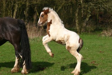 Irish Cob foal clipart