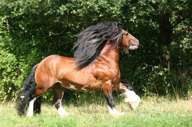 Irish Cob / Irish Tinker stallion clipart