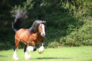 İrlandalı Cob / İrlandalı Tinker aygır