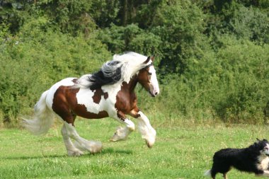 Maverick and Border Collie clipart