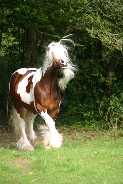 stock image Stallion in the woods