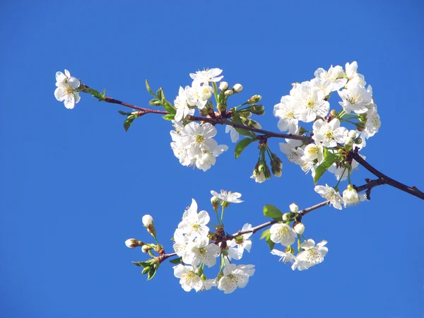 Apple-boomtak met bloemen Stockfoto