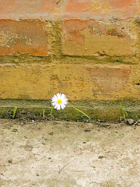 stock image Single flower on brick wall