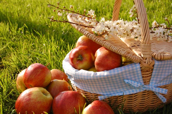 stock image Picnic basket