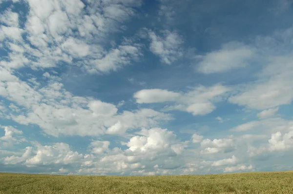 stock image Wheat field