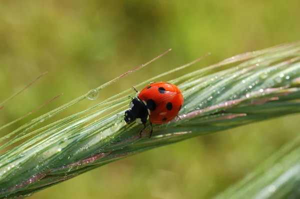Beautiful ladybug — Stock Photo, Image