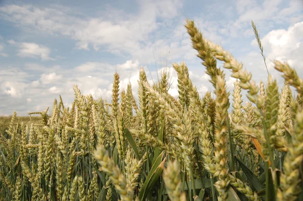 stock image Wheat field