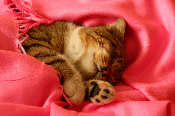Pequeño gatito dormido —  Fotos de Stock