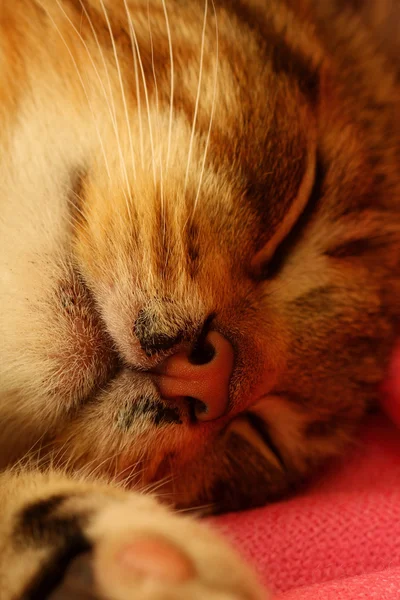 Маленький спящий котенок — стоковое фото