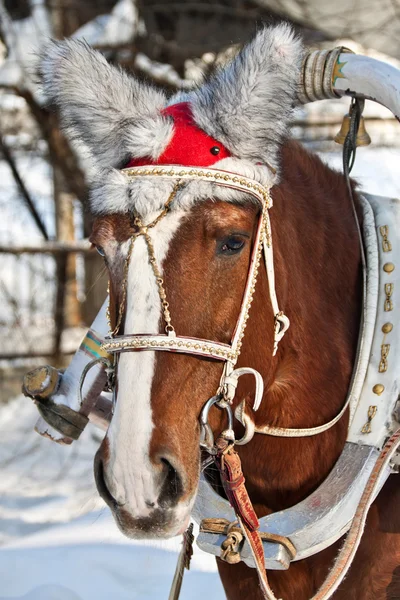 Bonito caballo — Foto de Stock