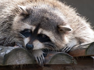 Racoon clipart