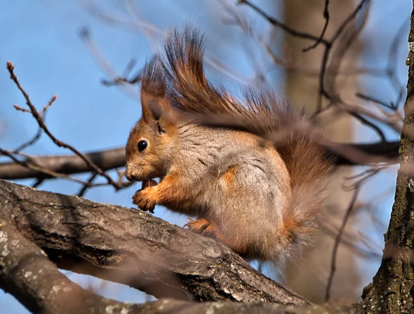 stock image Squirrel