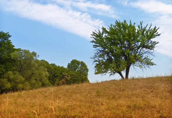 stock image Summer landscape