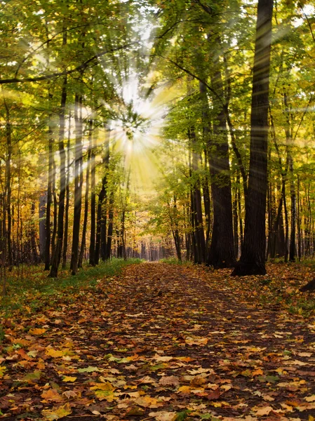 Path in autumn park — Stock Photo, Image