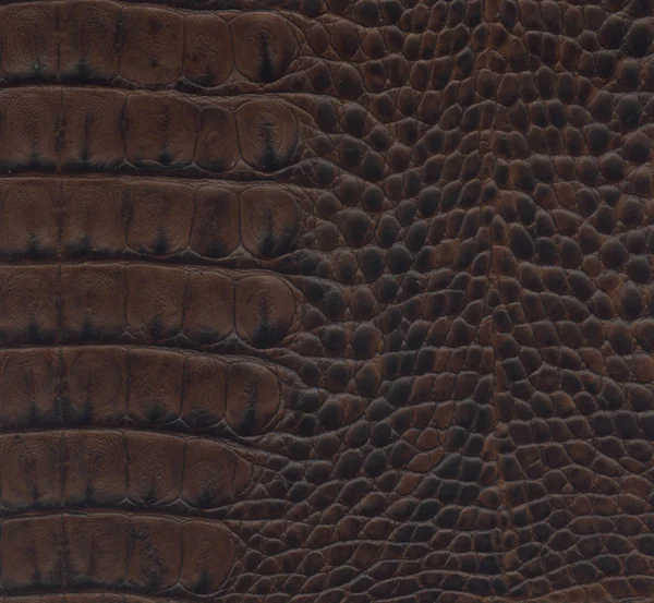 Dark brown crocodile leather — Stock Photo, Image