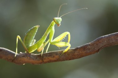 Beauty mantis. clipart