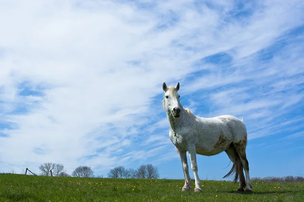 Çayırdaki beyaz at. — Stok fotoğraf